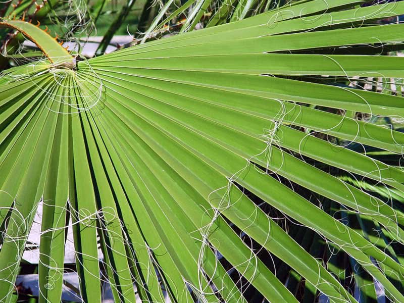 Washingtonia robusta / Washingtonia robusto (robusta) Washingtonia robusta / Washingtonia forte (robusta)