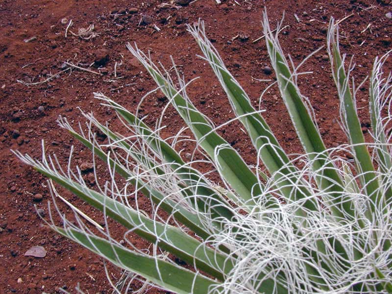 Washingtonia robusta / Washingtonia robusto (robusta) Washingtonia robusta / Washingtonia forte (robusta)