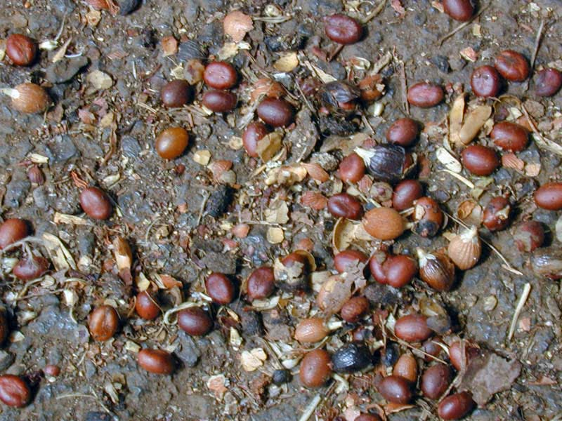 Washingtonia robusta / Washingtonia robusto (robusta) Washingtonia robusta / Washingtonia forte (robusta)