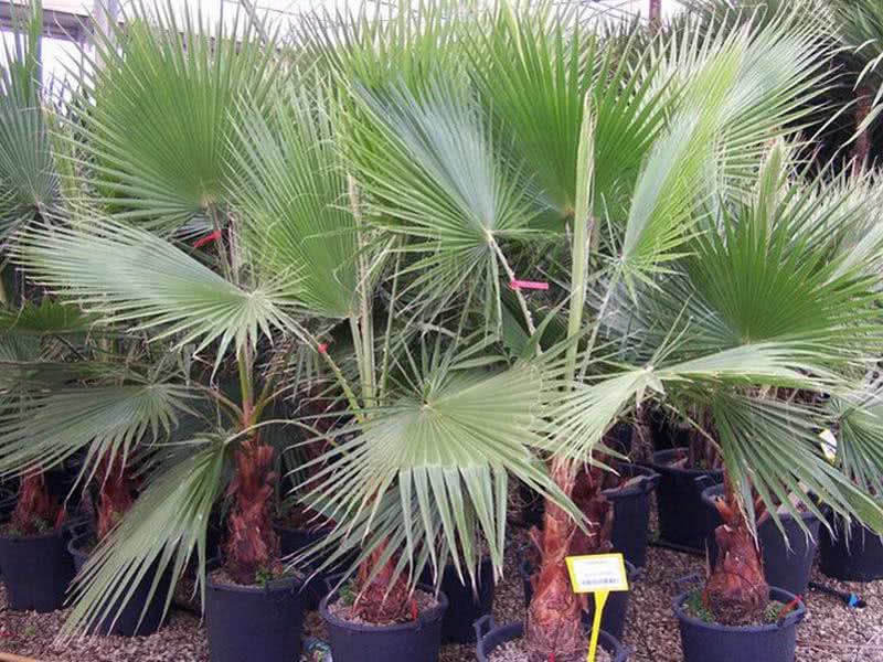 Washingtonia robusta / Washingtonia robusto (robusta) Washingtonia robusta / Washingtonia forte (robusta)