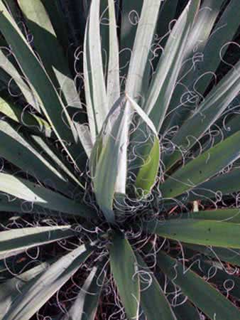 Yucca filamentosa / Yucca filamentosa Yucca filamentosa / Yucca filamentosa