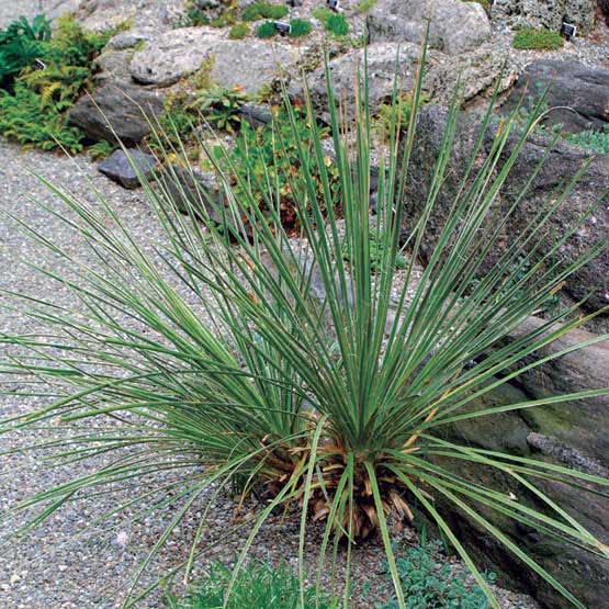 Yucca glauca / yucca glauca Yucca glauca / yucca glauca