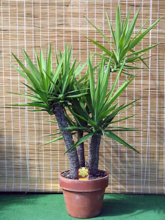 Yucca gloriosa / yucca glorious (punhal espanhol) Yucca gloriosa / yucca glorious (punhal espanhol)