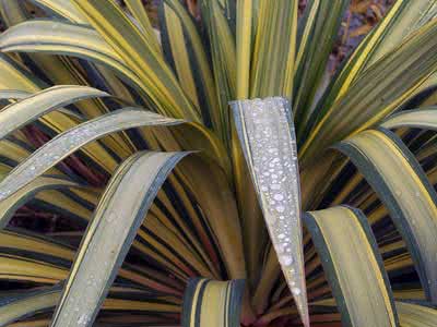 Yucca recurvifolia / folhosa Yucca recurvifolia / Yucca dobrado