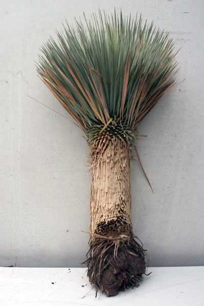 Yucca rostrata / bico de yucca Yucca rostrata / bico de yucca
