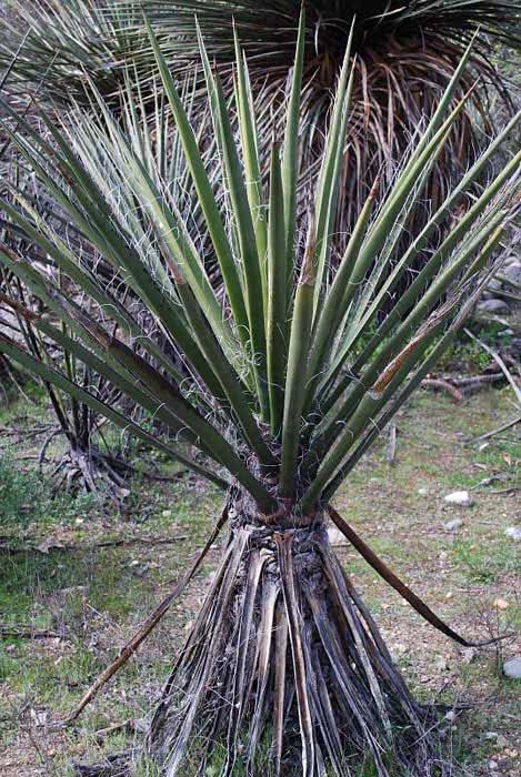 Yucca schottii (macrocarpa) / Yucca Schotti (frutos grandes) Yucca schottii (macrocarpa) / yucca Schotti (frutos grandes)