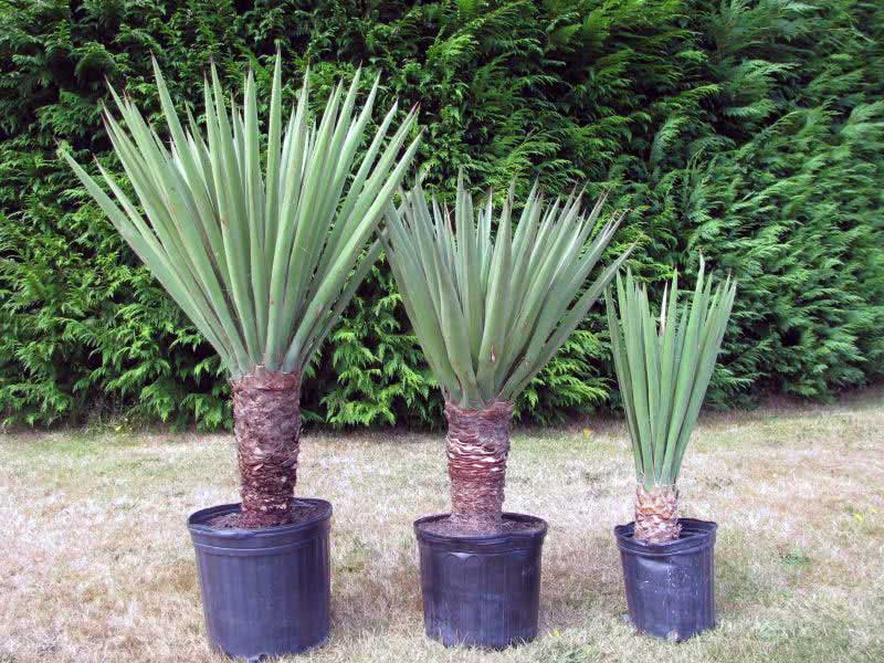 Yucca treculeana / Yucca Trecule Yucca treculeana / Yucca Trecule