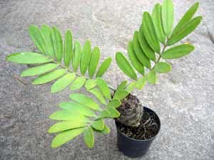 Zamia