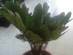Zamia