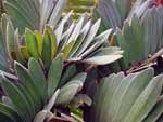 Zamia