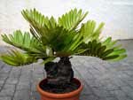 Zamia
