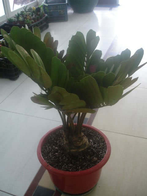 Zamia furfuracea / zamia em pó Zamia furfuracea / zamia em pó