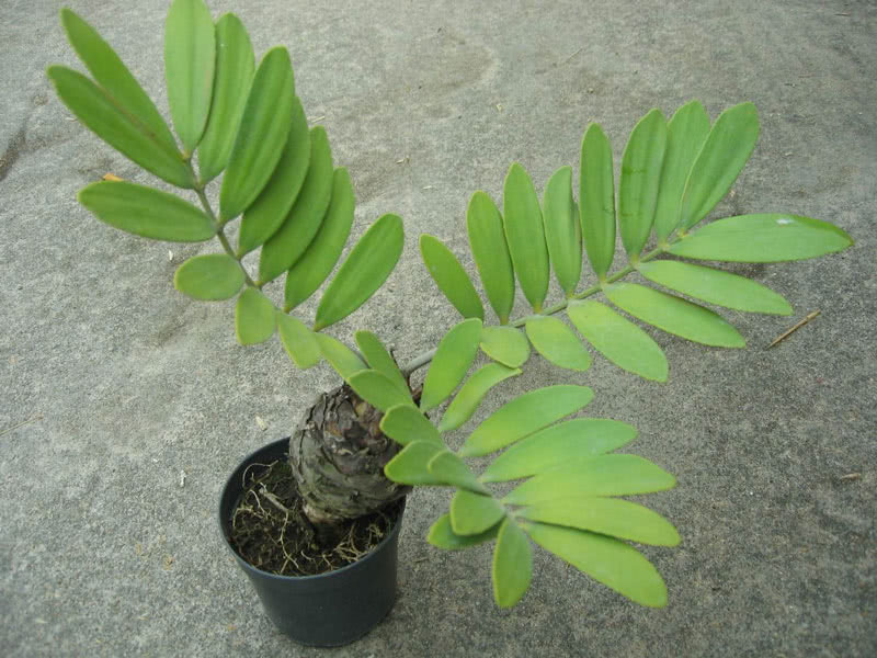 Zamia furfuracea / zamia em pó Zamia furfuracea / zamia em pó