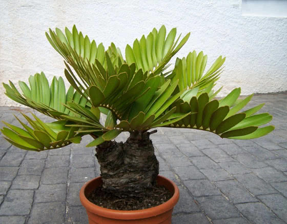 Zamia furfuracea / zamia em pó Zamia furfuracea / zamia em pó