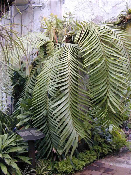 Zamia pseudoparasitica (roezli) / zamia pseudoparasita Zamia pseudoparasitica (roezli) / zamia pseudoparasita