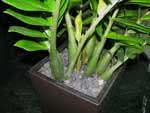 Zamioculcas