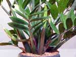 Zamioculcas