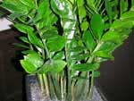 Zamioculcas