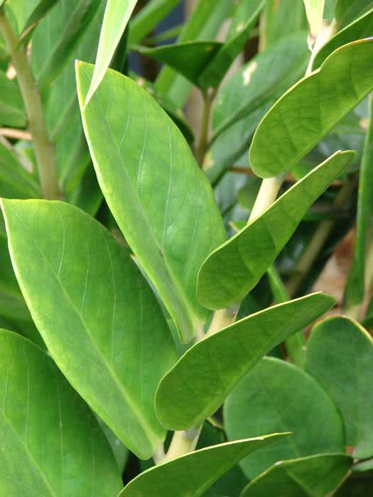 Zamioculcas zamiifolia (loddigesii) / Zamioculcas zamiifolia (Loddigesa) Zamioculcas zamiifolia (loddigesii) / zamioculcas zamiilistny (Loddigesa)