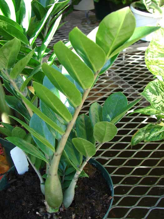 Zamioculcas zamiifolia (loddigesii) / Zamioculcas zamiifolia (Loddigesa) Zamioculcas zamiifolia (loddigesii) / zamioculcas zamiilistny (Loddigesa)