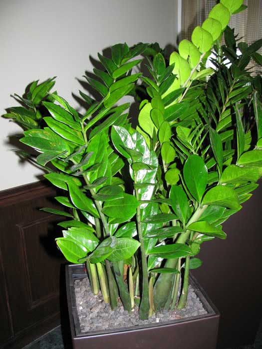 Zamioculcas zamiifolia (loddigesii) / Zamioculcas zamiifolia (Loddigesa) Zamioculcas zamiifolia (loddigesii) / zamioculcas zamiilistny (Loddigesa)