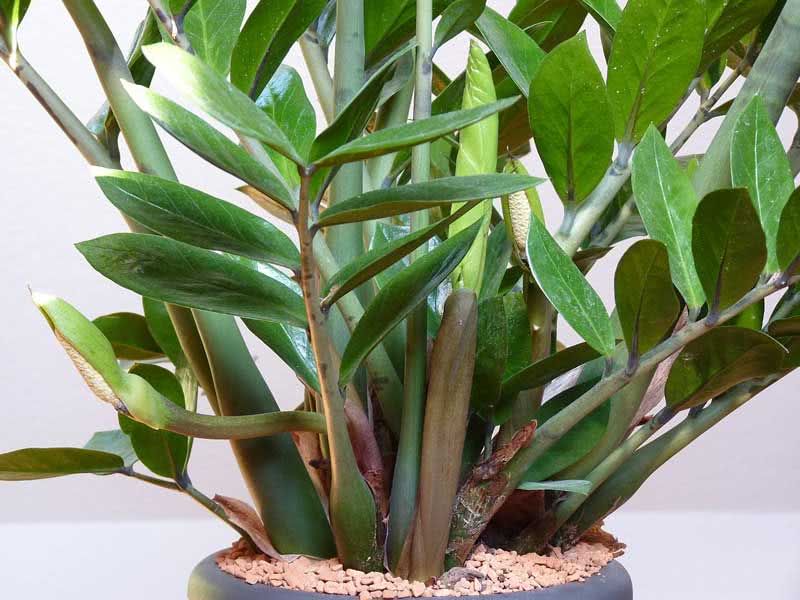 Zamioculcas zamiifolia (loddigesii) / Zamioculcas zamiifolia (Loddigesa) Zamioculcas zamiifolia (loddigesii) / zamioculcas zamiilistny (Loddigesa)