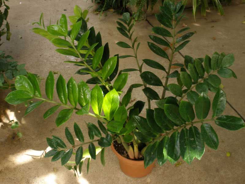 Zamioculcas zamiifolia (loddigesii) / Zamioculcas zamiifolia (Loddigesa) Zamioculcas zamiifolia (loddigesii) / zamioculcas zamiilistny (Loddigesa)