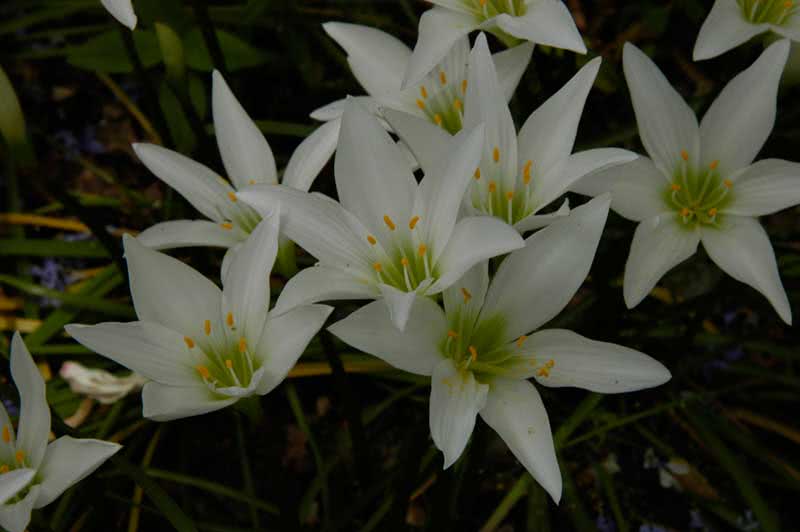Zephyranthes atamasca / Zephyranthes atamasca Zephyranthes atamasca / Zephyranthes atamasca