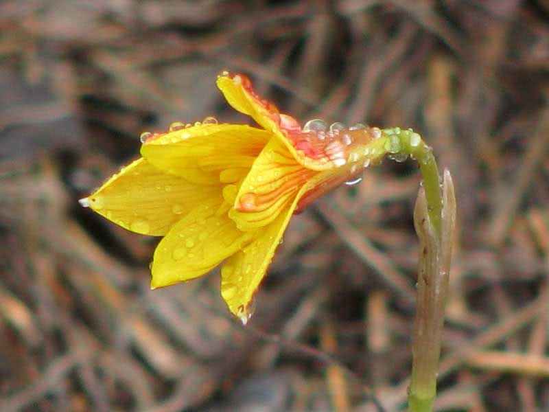 Zephyranthes aurea / zephyranthes dourado Zephyranthes aurea / golden zephyranthes