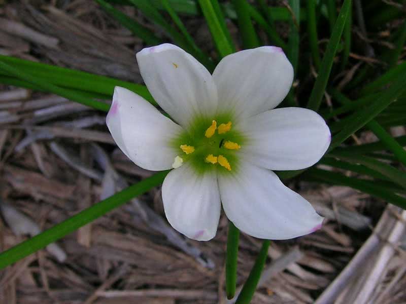 Zephyranthes candida / Zephyranthes branco Zephyranthes candida / Zephyranthes branco