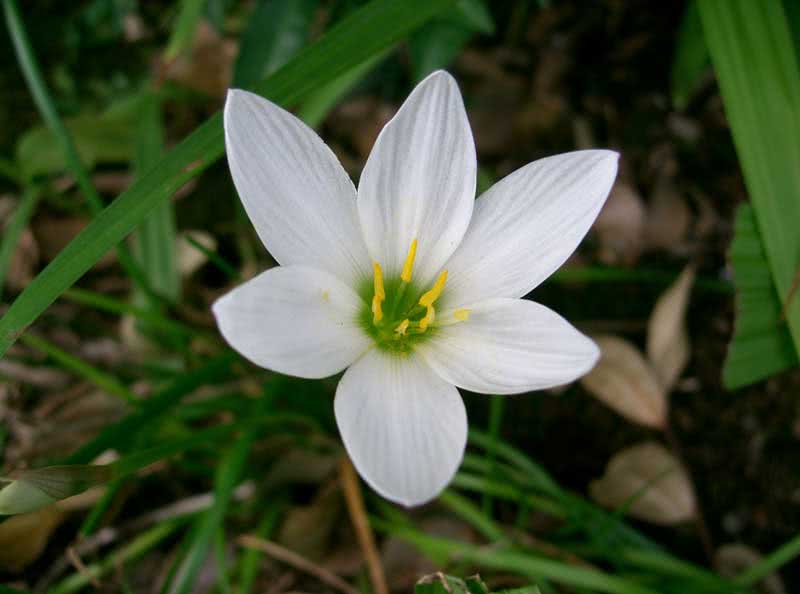 Zephyranthes candida / Zephyranthes branco Zephyranthes candida / Zephyranthes branco
