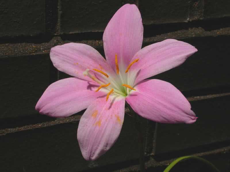 Zephyranthes grandiflora / Zephyranthes grandiflora Zephyranthes grandiflora / Zephyranthes grandiflora
