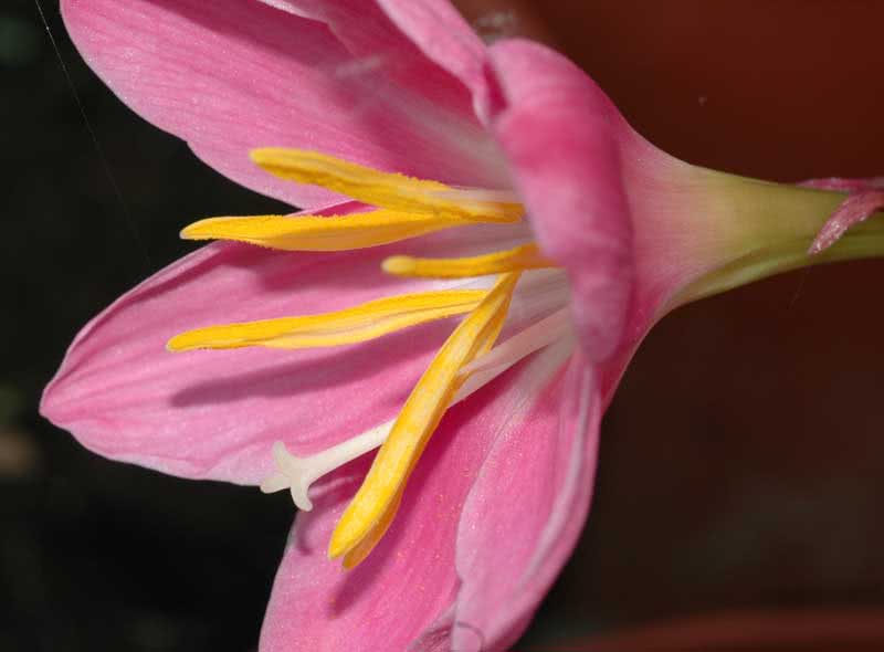 Zephyranthes grandiflora / Zephyranthes grandiflora Zephyranthes grandiflora / Zephyranthes grandiflora