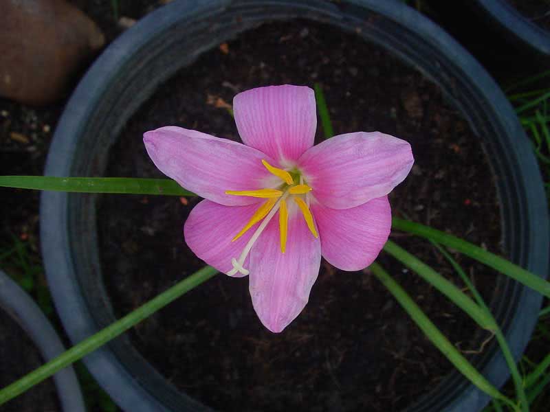Zephyranthes grandiflora / Zephyranthes grandiflora Zephyranthes grandiflora / Zephyranthes grandiflora