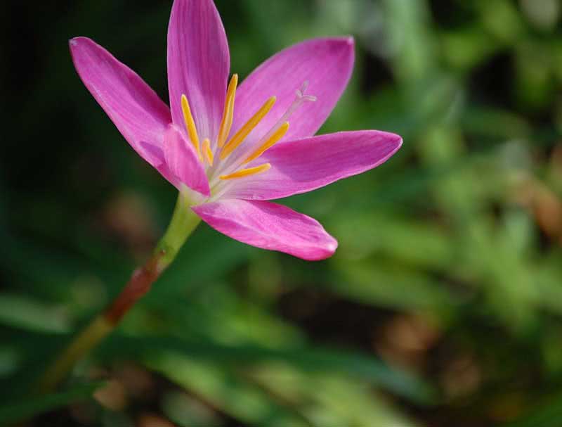 Zephyranthes grandiflora / Zephyranthes grandiflora Zephyranthes grandiflora / Zephyranthes grandiflora
