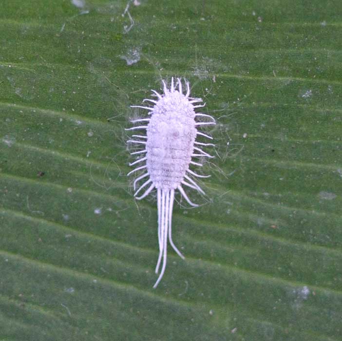 Brusly mealybug / Pseudococcus longispinus