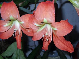 Amaryllidaceae - Hippeastrum מפוספס