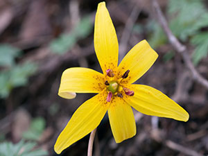 Liliaceae - Kandyk