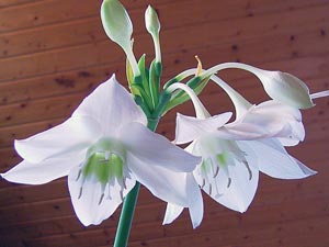 Amaryllidaceae - עופרת גדולות פרחים