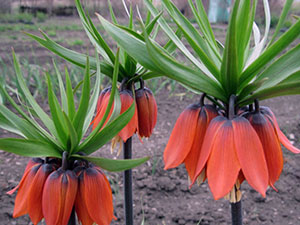 Liliaceae - Tetraz