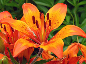 Liliaceae - Lily