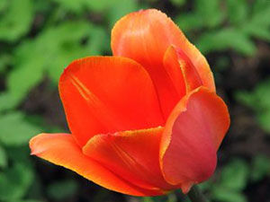 Liliaceae - Tulipa
