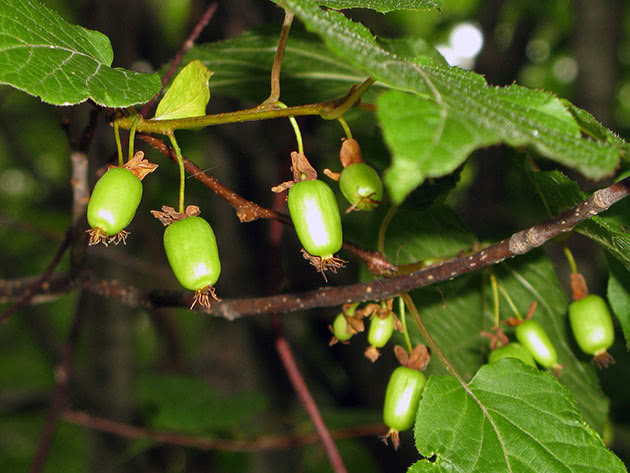 Actinidia kolomikta / Actinidia kolomikta