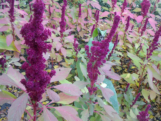 Amaranth cvatu