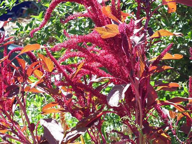 Amaranth paniculata, ili grimizni / Amaranthus paniculatus = Amaranthus cruentus