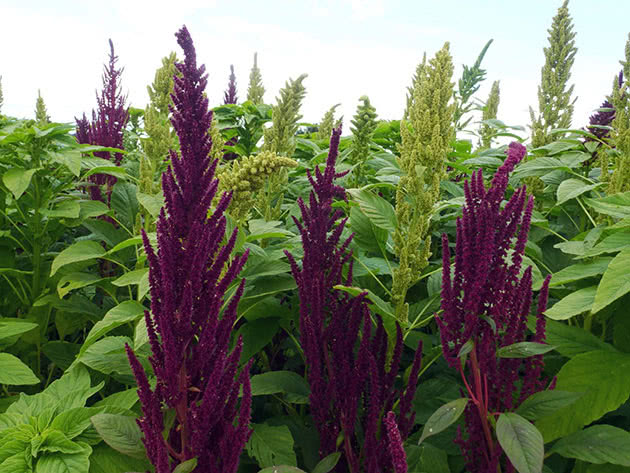 Amaranth paniculata, ili grimizni / Amaranthus paniculatus = Amaranthus cruentus