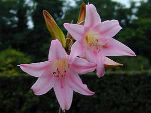 Amaryllis lijepa ili amaryllis Belladonna