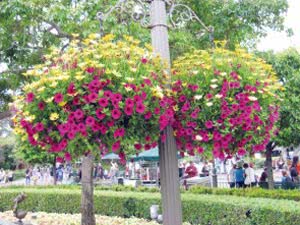 Plantas Ampel em um vaso de flores