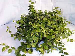 Creeping ficus