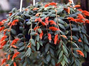 Aeschinantus ampelous